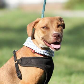 Shein -  Pit Bull Terrier and Labrador Retriever Dog for Adoption in Columbia, South Carolina - Shein | PetCurious