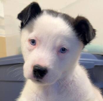 Labrador Retriever Dogs Available for Adoption in Kansas City, Kansas - Rascal (AO36478) | PetCurious
