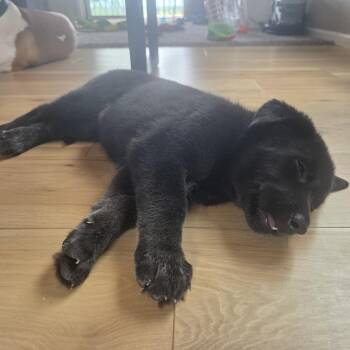 Victoria -  Mixed Breed Dog for Adoption in Buffalo, Minnesota - Victoria | PetCurious