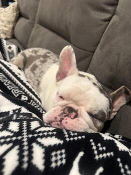 Stella -  French Bulldog Dog for Adoption in Tenafly, New Jersey - Stella | PetCurious