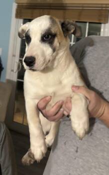 Corgi Dogs Available for Adoption - Koa | PetCurious