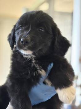 Night Hawk -  Flat Coated Retriever Dog for Adoption in Kennewick, Washington - Night Hawk | PetCurious