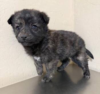 Terrier Dogs Available for Adoption in Flagstaff, Arizona - Sachi | PetCurious