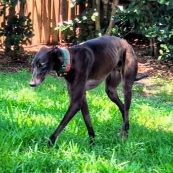 Glenside Bud (Sam) -  Greyhound Dog for Adoption in Venice, Florida - Glenside Bud (Sam) | PetCurious