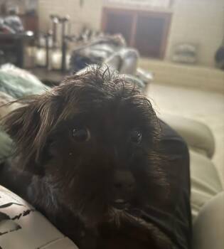 Cider -  Maltese Dog for Adoption in Grafton, Wisconsin - Cider | PetCurious