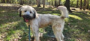 Winnie -  Wheaten Terrier and Schnauzer Dog for Adoption in Pittsboro, North Carolina - Winnie | PetCurious