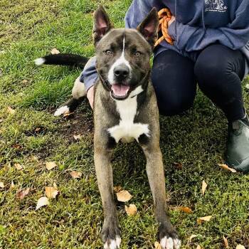 Siberian Husky Dogs Available for Adoption in Binghamton, New York - Frog | PetCurious
