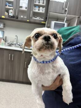 Beaker -  Shih Tzu Dog for Adoption in Marietta, Georgia - Beaker | PetCurious
