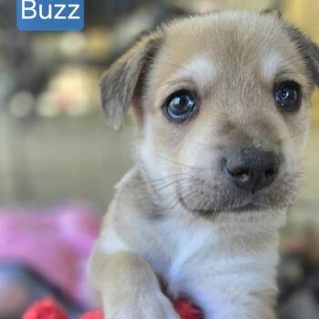 Chihuahua and Cardigan Welsh Corgi Dogs Available for Adoption - Buzz | PetCurious