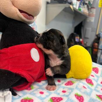 Trixie -  Chihuahua and Mixed Breed Dog for Adoption in Corpus Christi, Texas - Trixie | PetCurious