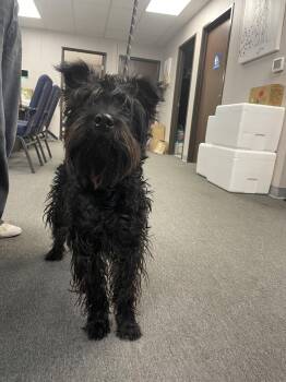 Schnauzer Dogs Available for Adoption in El Centro, California - Chico | PetCurious