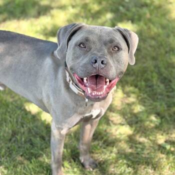 Poe -  Mixed Breed Dog for Adoption in Dekalb, Illinois - Poe | PetCurious