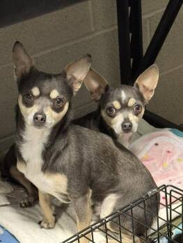 Rescue Chihuahua Dogs for Adoption in Matthews, North Carolina - Bonnie And Bubba | PetCurious