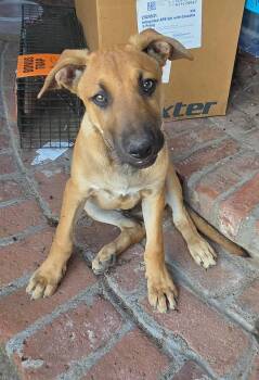Champion -  German Shepherd Dog Dog for Adoption in Coarsegold, California - Champion | PetCurious
