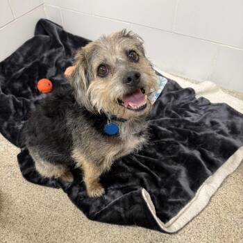 Lexie -  Rat Terrier Dog for Adoption in Gloucester, Virginia - Lexie | PetCurious