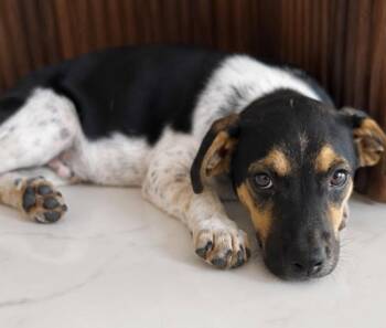 LUKE -  Chihuahua Dog for Adoption in Margate, Florida - LUKE | PetCurious