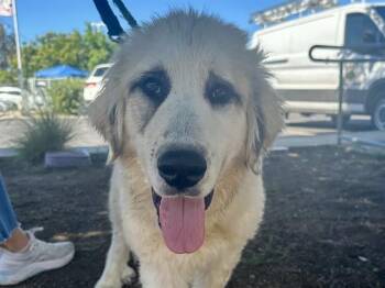 ALPINE -  Great Pyrenees and Mixed Breed Dog for Adoption in Martinez, California - ALPINE | PetCurious