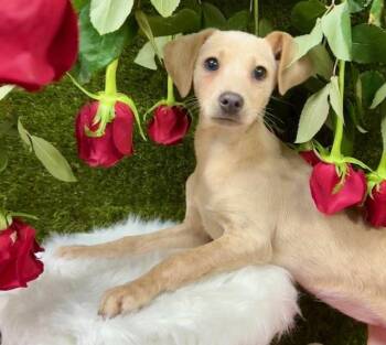 Whippet and Terrier Dogs Available for Adoption - Kangaroo | PetCurious