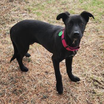 Mixed Breed Dogs Available for Adoption in Marfa, Texas - Avah | PetCurious