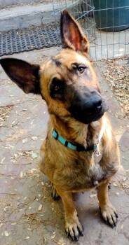 Rescue German Shepherd Dog Dogs for Adoption in Carlsbad, California - King | PetCurious