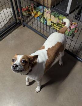 Roscoe -  Jack Russell Terrier and Chihuahua Dog for Adoption in Tulsa, Oklahoma - Roscoe | PetCurious