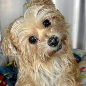 Orchid -  Yorkshire Terrier and Mixed Breed Dog for Adoption in Matteson, Illinois - Orchid | PetCurious