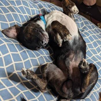 Mapache -  Dachshund and Mixed Breed Dog for Adoption in Chicago, Illinois - Mapache | PetCurious