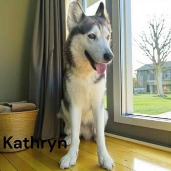 Siberian Husky Dogs Available for Adoption - Kathryn | PetCurious