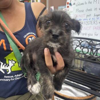 Yorkshire Terrier and Mixed Breed Dogs Available for Adoption in Richmond, California - LUCCA | PetCurious