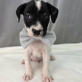 Drake -  Labrador Retriever and Chihuahua Dog for Adoption in Foley, Alabama - Drake | PetCurious