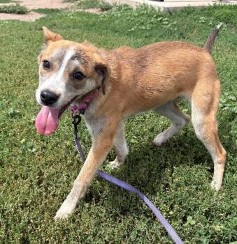 Toffee -  Mixed Breed Dog for Adoption in Fort Collins, Colorado - Toffee | PetCurious
