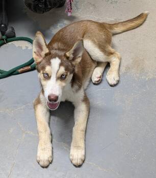 Atlas -  Siberian Husky Dog for Adoption in Bisbee, Arizona - Atlas | PetCurious