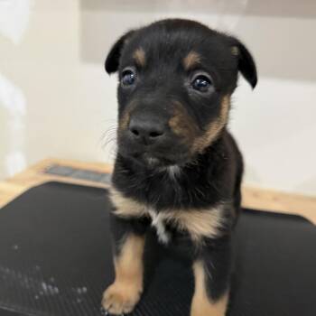 Terrier and Mixed Breed Dogs Available for Adoption - Giselle | PetCurious