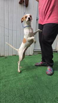 Penny -  Rat Terrier and Chihuahua Dog for Adoption in Waterloo, Illinois - Penny | PetCurious