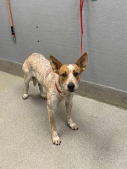 Rescue Australian Cattle Dog Blue Heeler and Mixed Breed Dogs for Adoption in Las Vegas, Nevada - EMBER | PetCurious