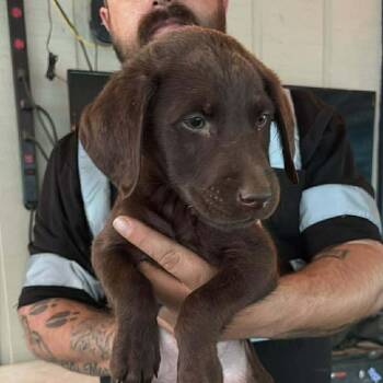 Labradoodle Dogs Available for Adoption - Rowdy (R Boys) | PetCurious