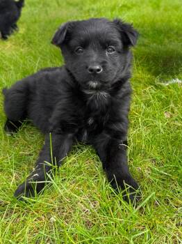 Australian Shepherd Dogs Available for Adoption in Fort Wayne, Indiana - Freya | PetCurious