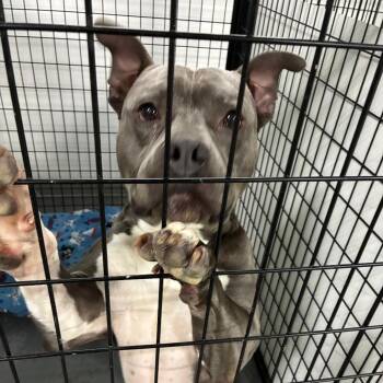 Mr. Gromit -  Pit Bull Terrier Dog for Adoption in St. Louis, Missouri - Mr. Gromit | PetCurious