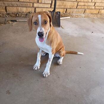 Smidge -  Beagle and Mixed Breed Dog for Adoption in Stilwell, Oklahoma - Smidge | PetCurious