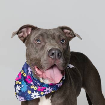 Rescue Pit Bull Terrier Dogs for Adoption in Newark, New Jersey - Azucar | PetCurious