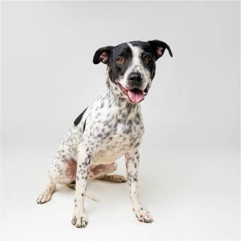 Squirrel -  Mixed Breed Dog for Adoption in Palm Springs, California - Squirrel | PetCurious