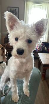 Buddy T -  Miniature Schnauzer Dog for Adoption in Walker, Louisiana - Buddy T | PetCurious