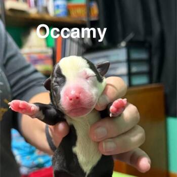 Occamy -  Mixed Breed Dog for Adoption in Spring Hill, Kansas - Occamy | PetCurious