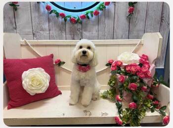 Bichon Frise and Mixed Breed Dogs Available for Adoption in Heiskell, Tennessee - Bambi | PetCurious