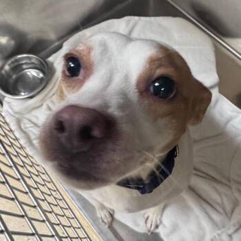 Mixed Breed Dogs Available for Adoption in Winston-salem, North Carolina - Boomer | PetCurious