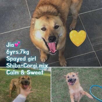 Jia -  Shiba Inu and Cardigan Welsh Corgi Dog for Adoption in Bend, Oregon - Jia | PetCurious
