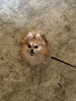 Miska -  Pomeranian Dog for Adoption in Sheridan, Oregon - Miska | PetCurious