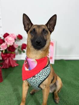 Dove-One of our Amazing Rescue Dogs -  Belgian Shepherd Malinois and German Shepherd Dog Dog for Adoption in Carlsbad, California - Dove-One Of Our Amazing Rescue Dogs | PetCurious