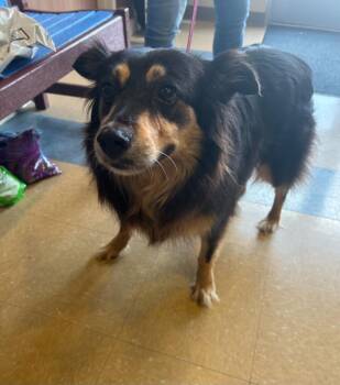 Frida -  Shetland Sheepdog Sheltie Dog for Adoption in Little Elm, Texas - Frida | PetCurious