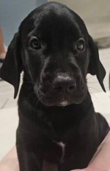 Labrador Retriever Dogs Available for Adoption - Honey | PetCurious